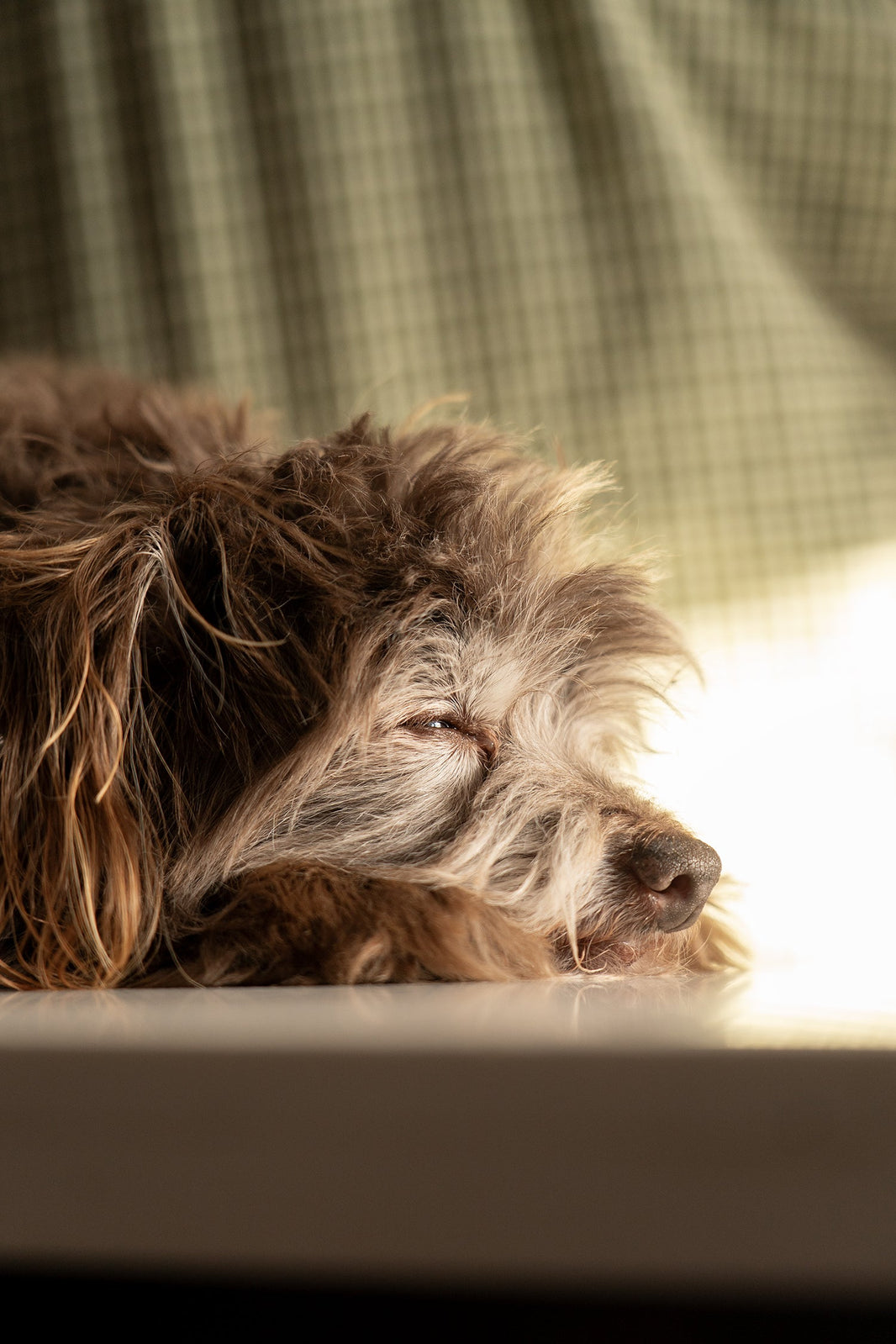 overload shop dog scruffy